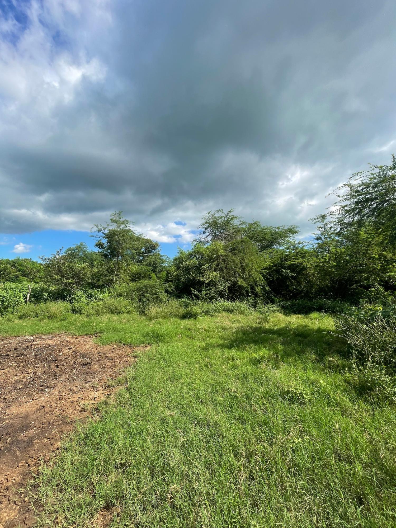 10-Acres-of-Prime-Agricultural-Land-for-Sale-in-Clarendon Second image of 38 Rhymesbury in Rhymesbury, Clarendon, Jamaica - property is For Sale