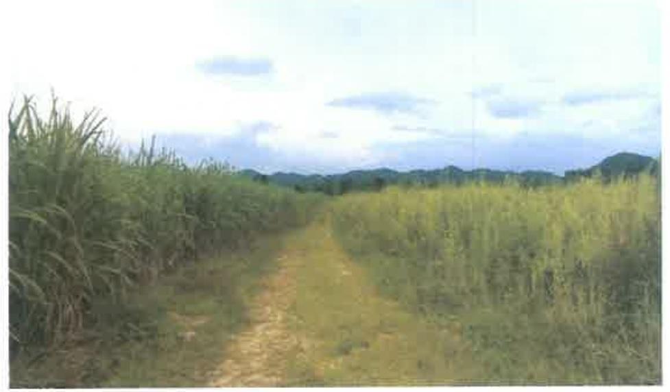 Second image of 8a Herring Piece, Kings Vall in Kings Valley, Westmoreland, Jamaica - property is For Sale