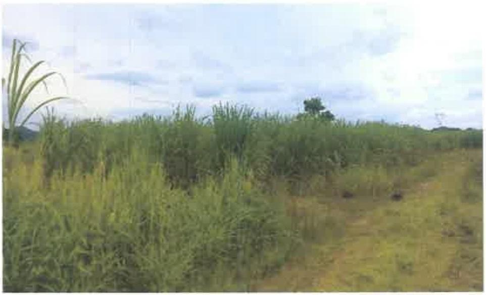 Third image of 8a Herring Piece, Kings Vall in Kings Valley, Westmoreland, Jamaica - property is For Sale