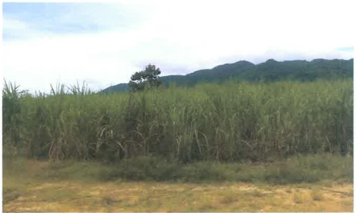 Fourth image of 8a Herring Piece, Kings Vall in Kings Valley, Westmoreland, Jamaica - property is For Sale