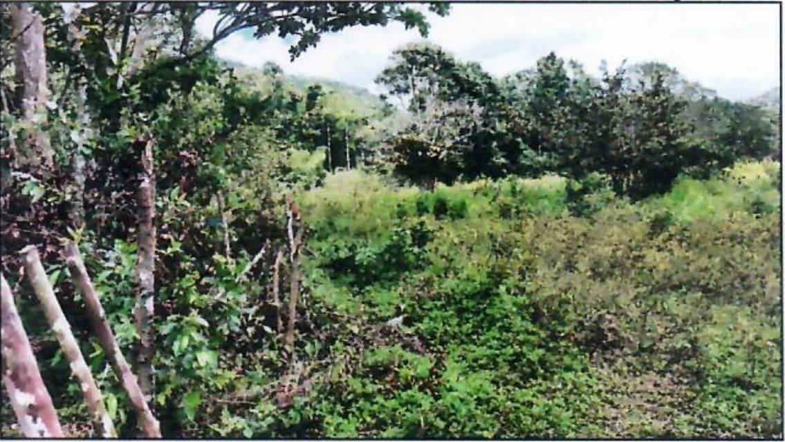 Second image of Goshen in Goshen, St. Ann, Jamaica - property is For Sale
