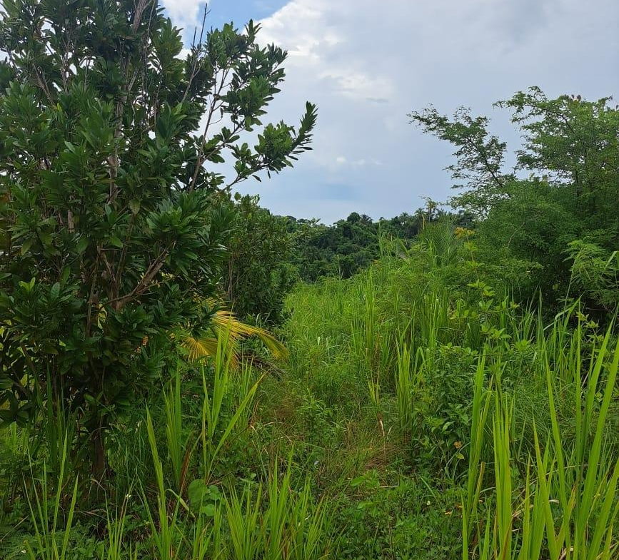 Third image of Wilmington St. Thomas in Wilmington, St. Thomas, Jamaica - property is For Sale