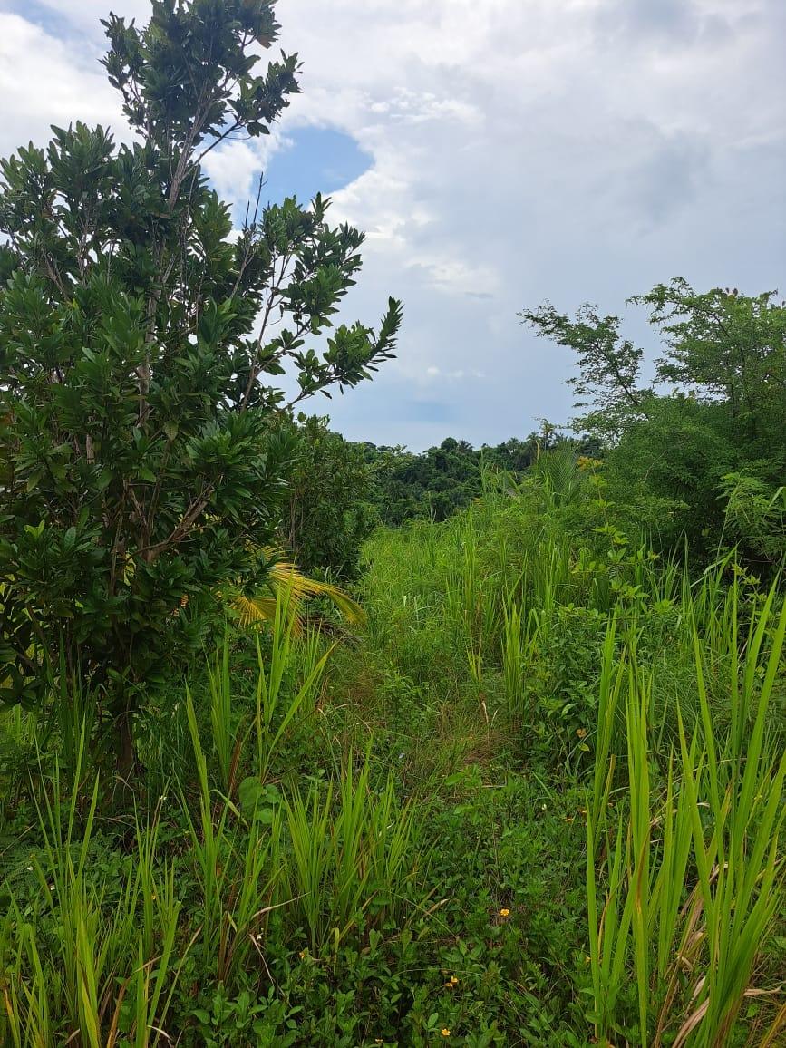 Third image of Wilmington St. Thomas in Wilmington, St. Thomas, Jamaica - property is For Sale