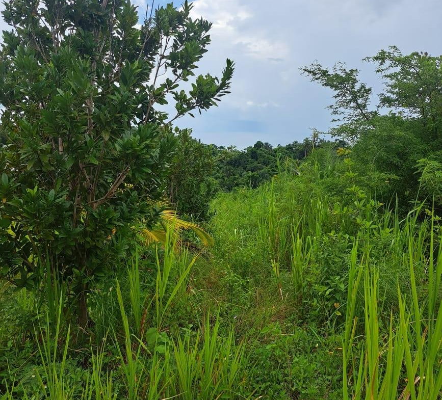 Fourth image of Wilmington St. Thomas in Wilmington, St. Thomas, Jamaica - property is For Sale