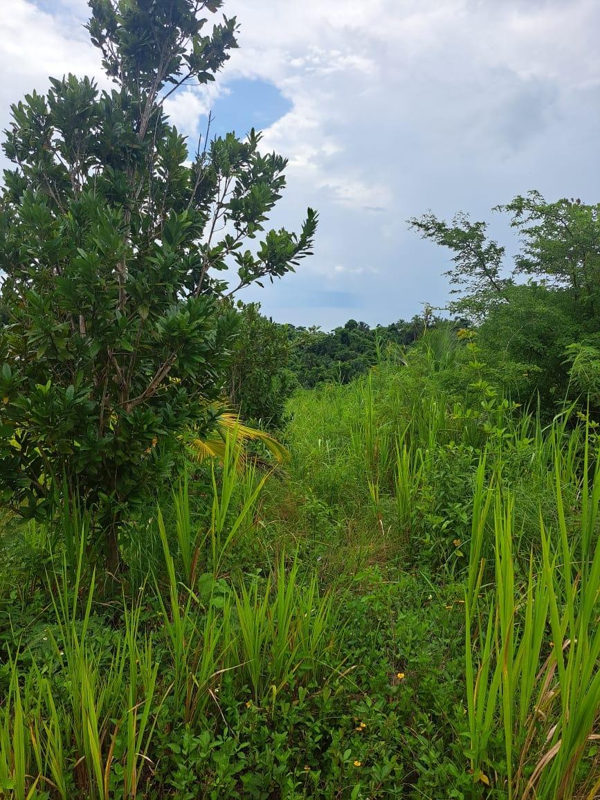 Fourth image of Wilmington St. Thomas in Wilmington, St. Thomas, Jamaica - property is For Sale