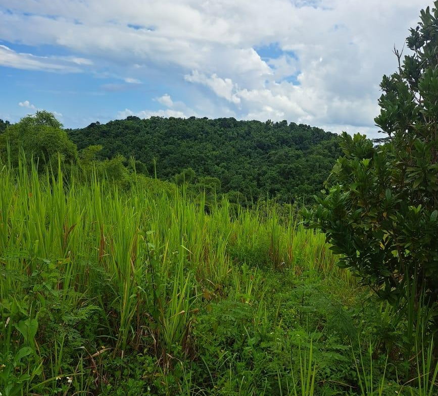 Sixth image of Wilmington St. Thomas in Wilmington, St. Thomas, Jamaica - property is For Sale