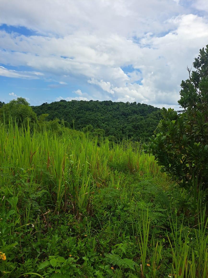 Sixth image of Wilmington St. Thomas in Wilmington, St. Thomas, Jamaica - property is For Sale