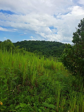 Sixth image of Wilmington St. Thomas in Wilmington, St. Thomas, Jamaica - property is For Sale