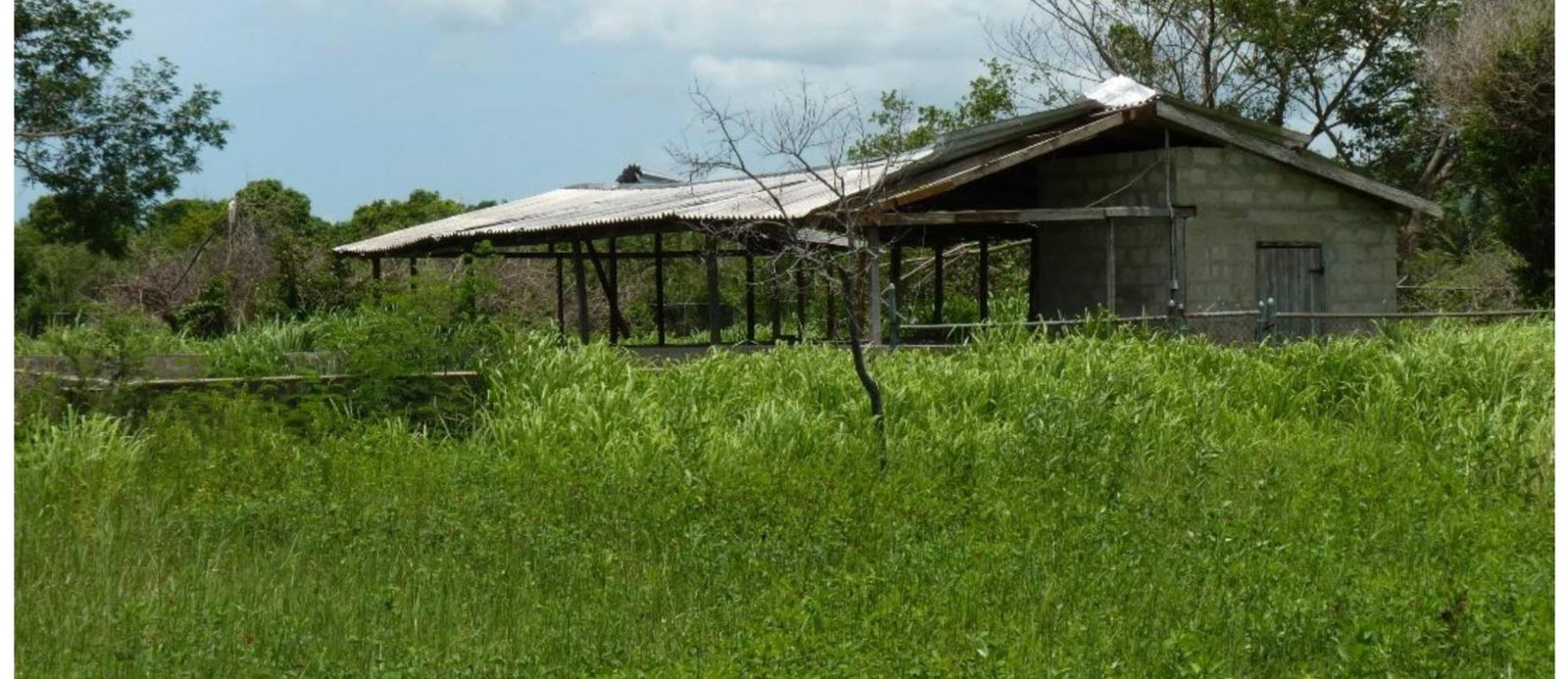 5-Acre-Farm-for-Sale-in-Nightingale-Grove-St.-Catherine Third image of 45 Spring Garden Road in Old Harbour, St. Catherine, Jamaica - property is For Sale
