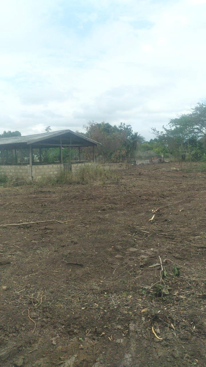 5-Acre-Farm-for-Sale-in-Nightingale-Grove-St.-Catherine Ninth image of 45 Spring Garden Road in Old Harbour, St. Catherine, Jamaica - property is For Sale
