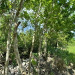 First image of Part of Upper Warminster in Upper Warminister, St. Elizabeth, Jamaica - property is For Sale