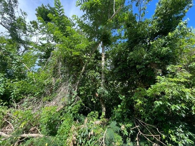 Fifth image of Part of Upper Warminster in Upper Warminister, St. Elizabeth, Jamaica - property is For Sale