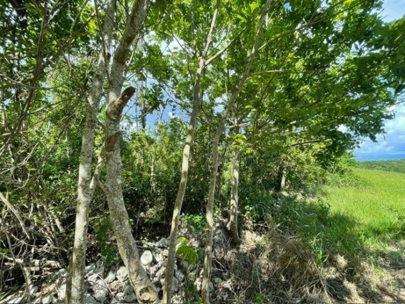 First image of Part of Upper Warminster in Upper Warminister, St. Elizabeth, Jamaica - property is For Sale