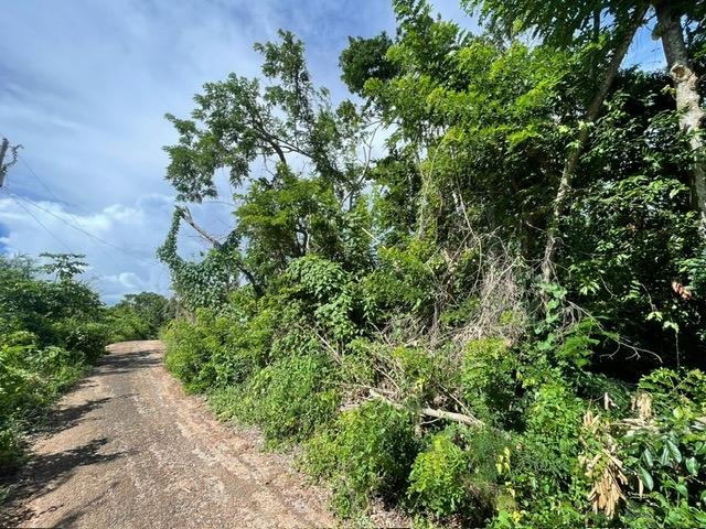 Eighth image of Part of Upper Warminster in Upper Warminister, St. Elizabeth, Jamaica - property is For Sale