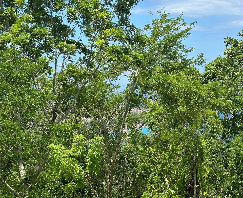 Seventh image of Lot 5 Huddersfield in Tower Isle, St. Mary, Jamaica - property is For Sale