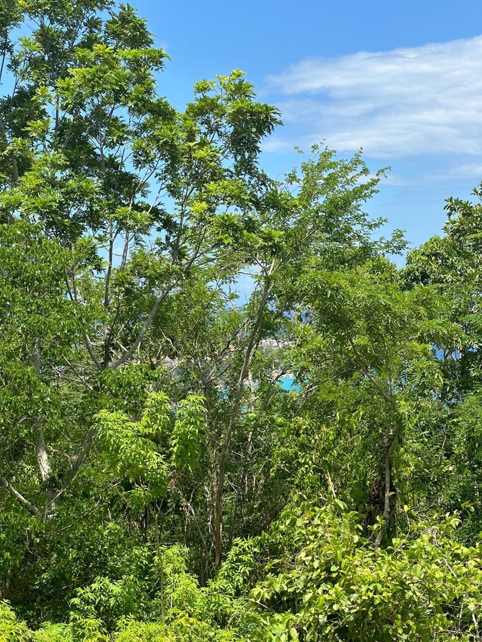 Seventh image of Lot 5 Huddersfield in Tower Isle, St. Mary, Jamaica - property is For Sale