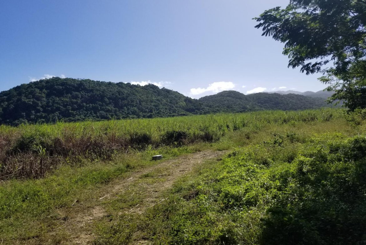 Third image of Carawina, Savanna la Mar in Savanna-La-Mar, Westmoreland, Jamaica - property is For Sale