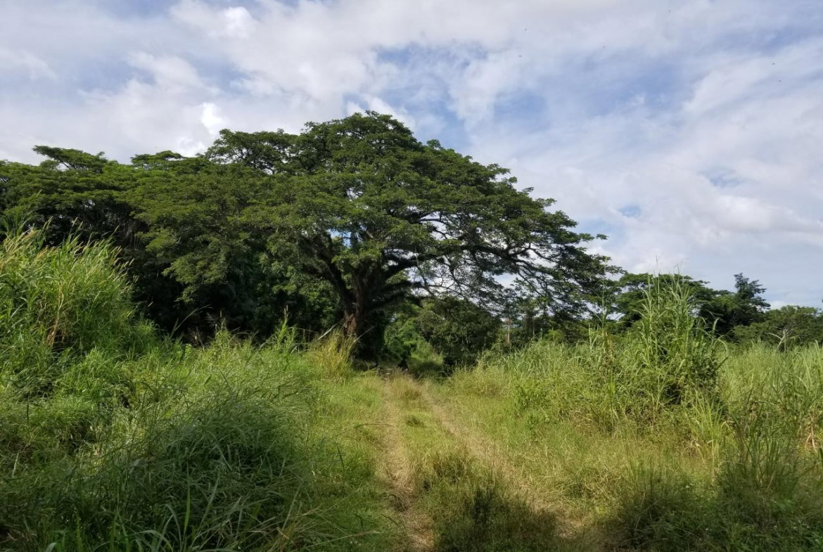 Third image of Carawina, Savanna la Mar in Savanna-La-Mar, Westmoreland, Jamaica - property is For Sale