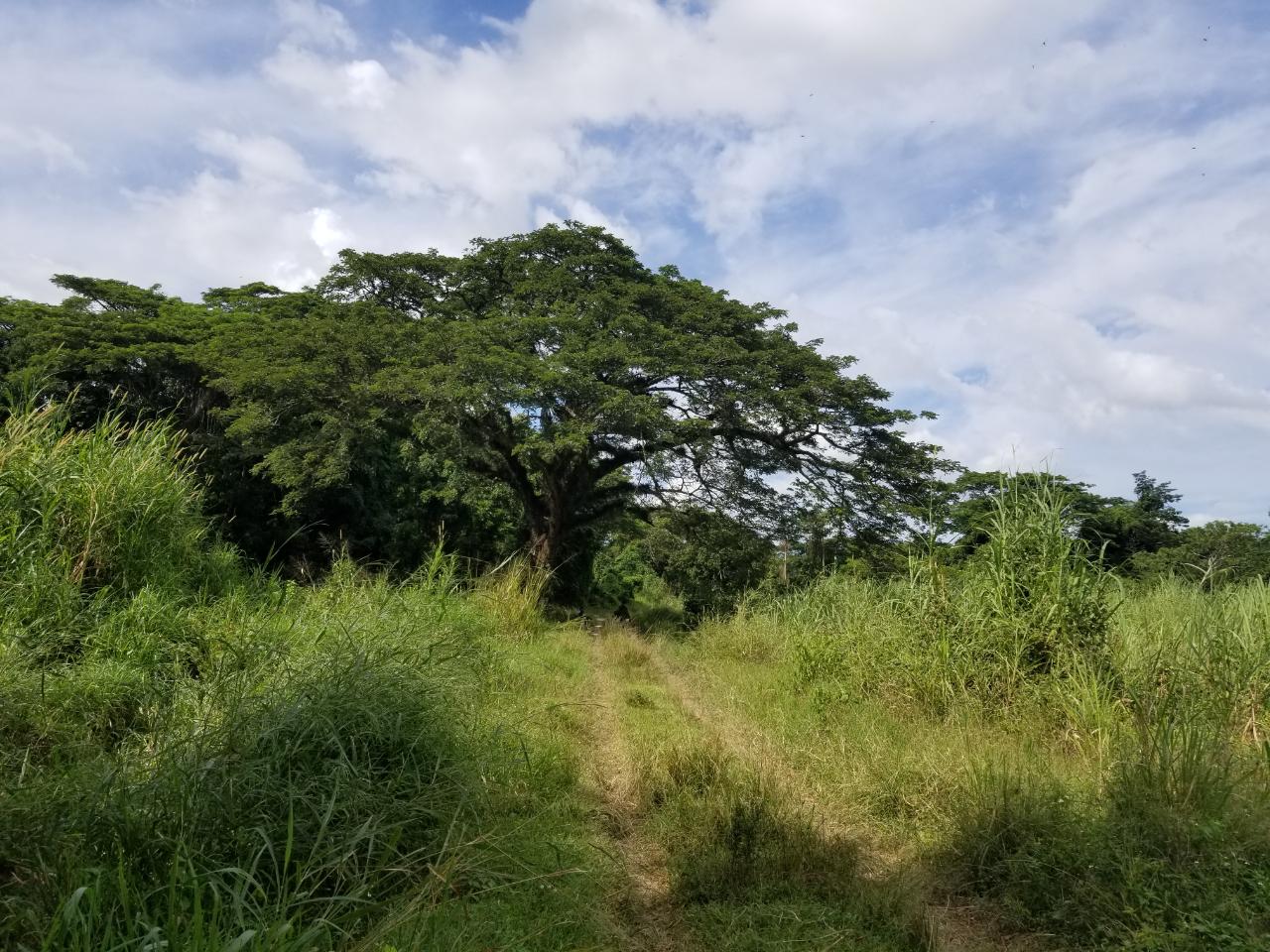 Third image of Carawina, Savanna la Mar in Savanna-La-Mar, Westmoreland, Jamaica - property is For Sale