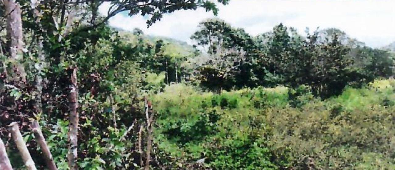 Prime-Farmland-for-Sale-in-Goshen-St.-Ann-Jamaica-2.010-Hectares Second image of 1c Goshen in Goshen, St. Ann, Jamaica - property is For Sale