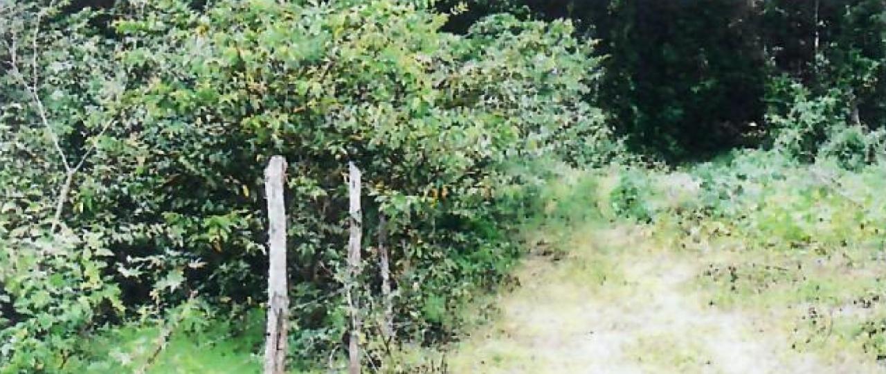 Prime-Farmland-for-Sale-in-Goshen-St.-Ann-Jamaica-2.010-Hectares Third image of 1c Goshen in Goshen, St. Ann, Jamaica - property is For Sale