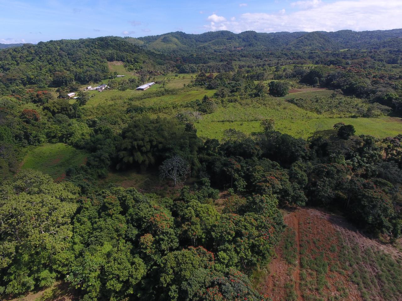 Prime-Farmland-for-Sale-in-Goshen-St.-Ann-Jamaica-2.010-Hectares Fifth image of 1c Goshen in Goshen, St. Ann, Jamaica - property is For Sale