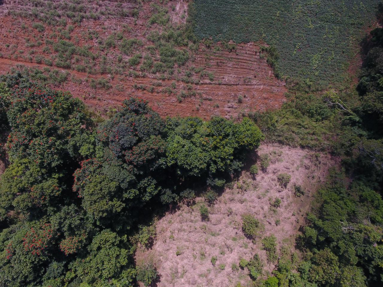 Prime-Farmland-for-Sale-in-Goshen-St.-Ann-Jamaica-2.010-Hectares Sixth image of 1c Goshen in Goshen, St. Ann, Jamaica - property is For Sale