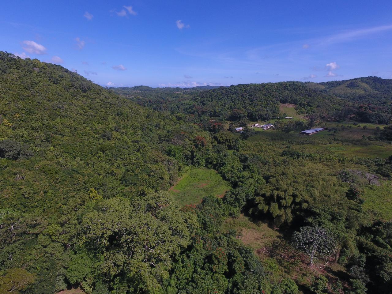 Prime-Farmland-for-Sale-in-Goshen-St.-Ann-Jamaica-2.010-Hectares Seventh image of 1c Goshen in Goshen, St. Ann, Jamaica - property is For Sale