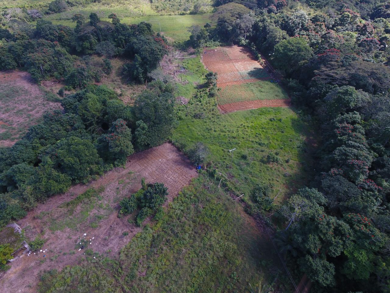 Prime-Farmland-for-Sale-in-Goshen-St.-Ann-Jamaica-2.010-Hectares Eighth image of 1c Goshen in Goshen, St. Ann, Jamaica - property is For Sale