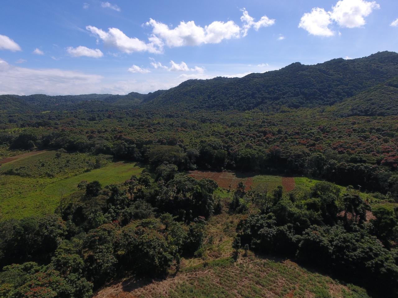 Prime-Farmland-for-Sale-in-Goshen-St.-Ann-Jamaica-2.010-Hectares Ninth image of 1c Goshen in Goshen, St. Ann, Jamaica - property is For Sale