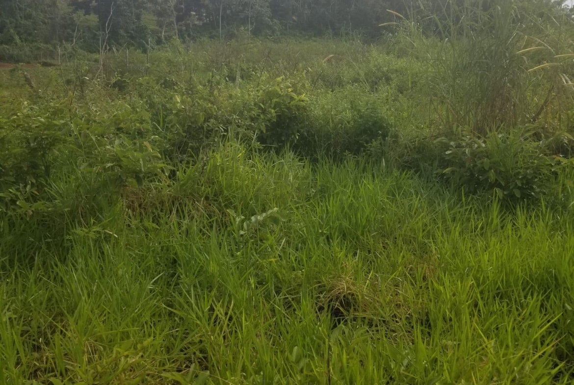 Second image of 250 Newark Grove in Spur Tree, Manchester, Jamaica - property is For Sale