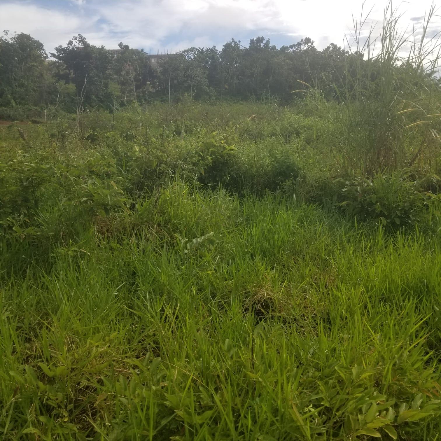0.37-Acre-Residential-Lot-for-Sale-in-Newark-Grove-Mandeville Second image of 250 Newark Grove in Spur Tree, Manchester, Jamaica - property is For Sale