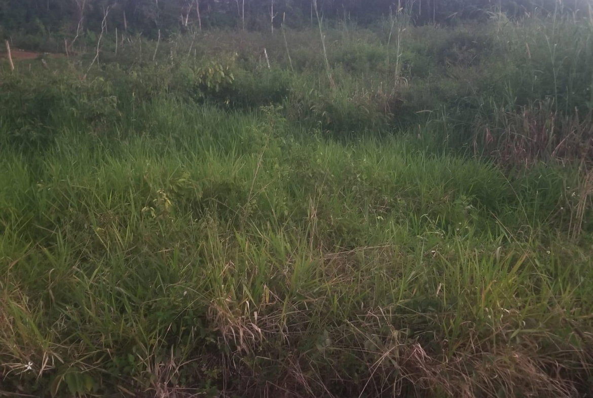 Third image of 250 Newark Grove in Spur Tree, Manchester, Jamaica - property is For Sale
