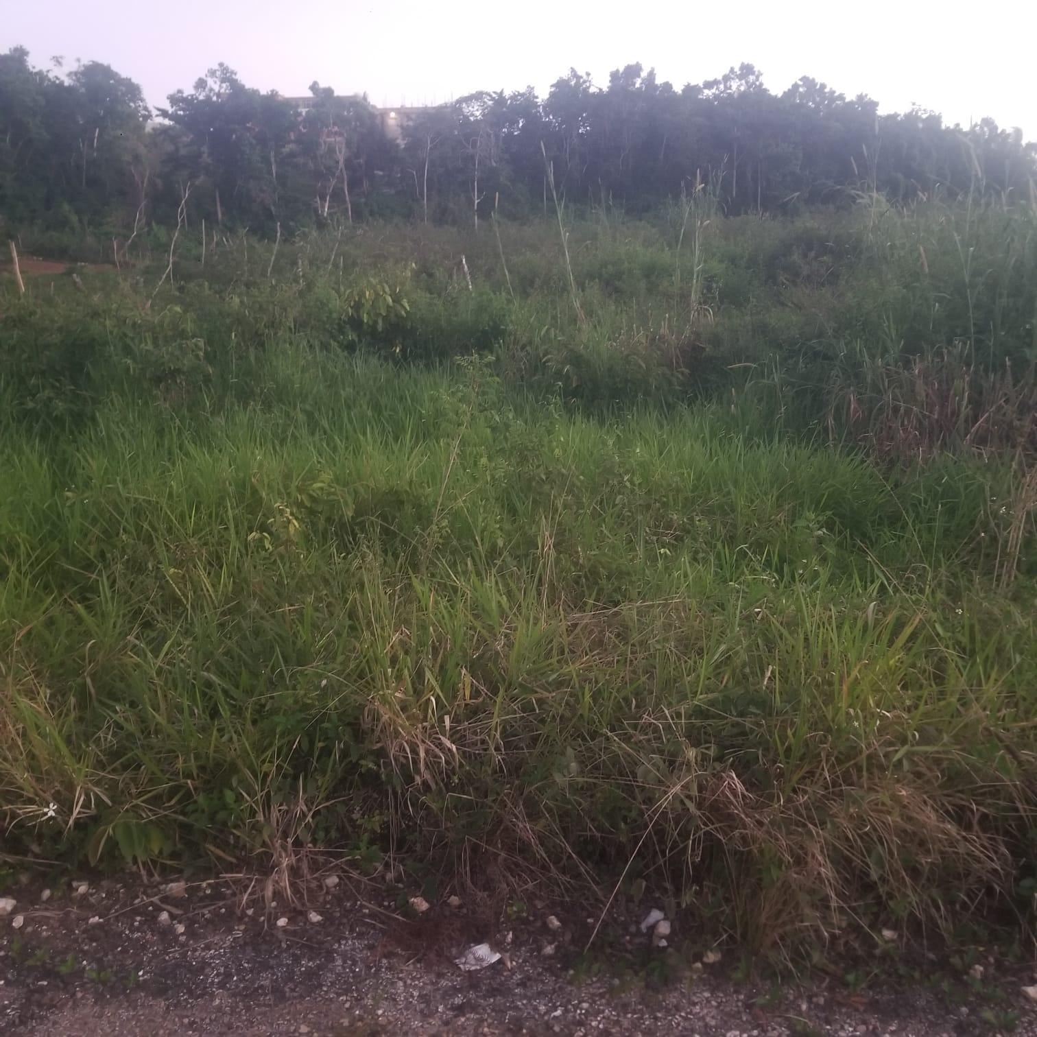0.37-Acre-Residential-Lot-for-Sale-in-Newark-Grove-Mandeville Third image of 250 Newark Grove in Spur Tree, Manchester, Jamaica - property is For Sale