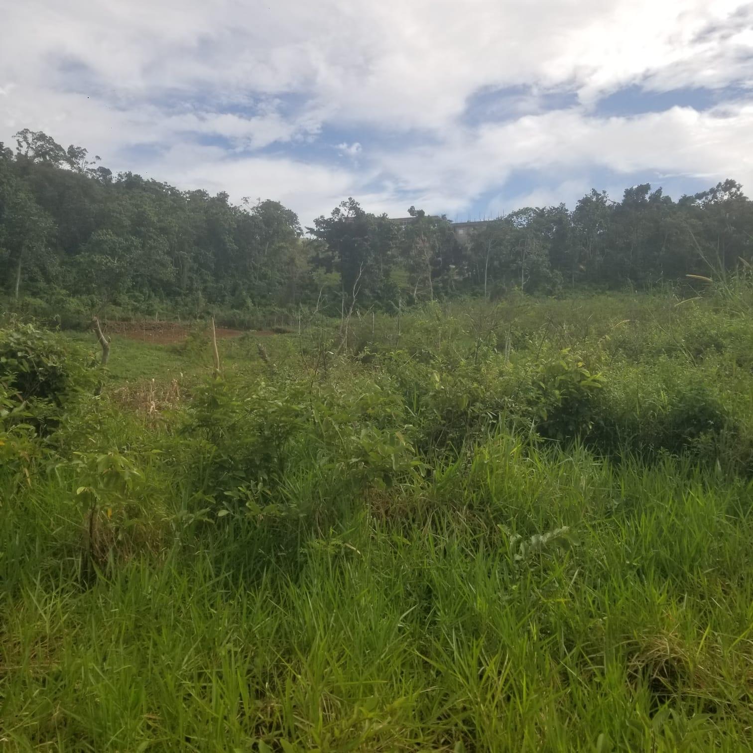 0.37-Acre-Residential-Lot-for-Sale-in-Newark-Grove-Mandeville First image of 250 Newark Grove in Spur Tree, Manchester, Jamaica - property is For Sale