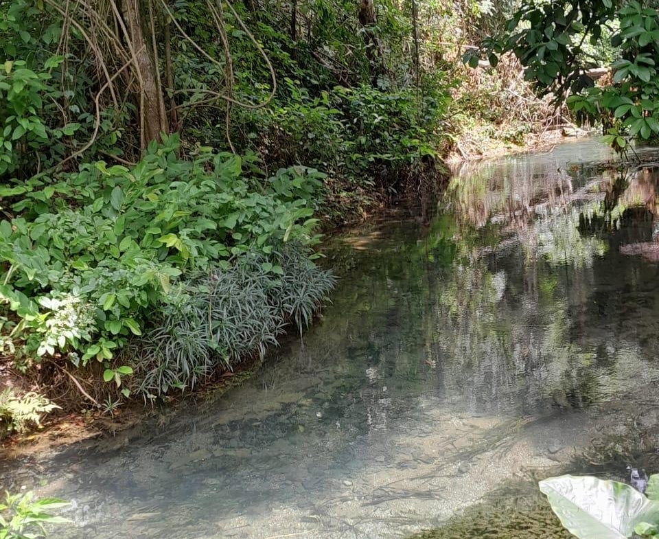 Eleventh image of Spring Grove, Scotts Pass in Porus, Manchester, Jamaica - property is For Sale