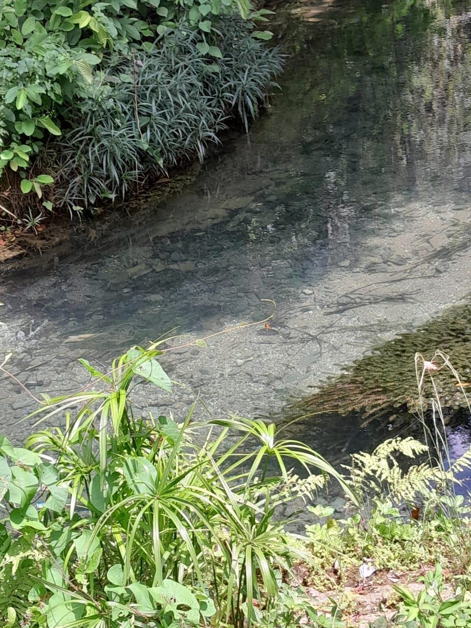 Twelfth image of Spring Grove, Scotts Pass in Porus, Manchester, Jamaica - property is For Sale