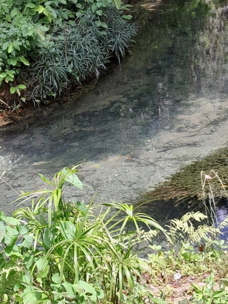 Twelfth image of Spring Grove, Scotts Pass in Porus, Manchester, Jamaica - property is For Sale
