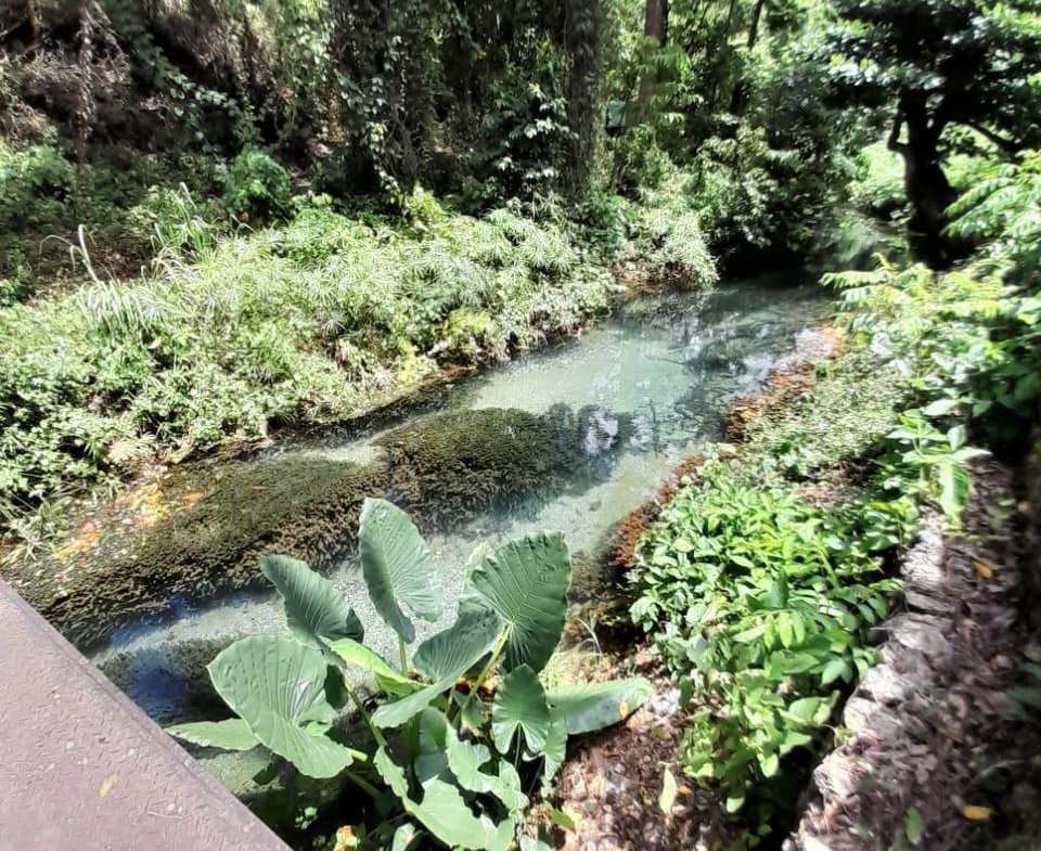 Fourteenth image of Spring Grove, Scotts Pass in Porus, Manchester, Jamaica - property is For Sale