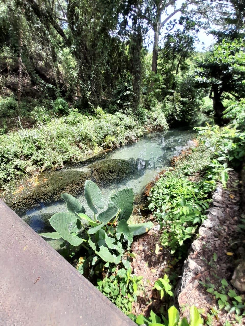 Fourteenth image of Spring Grove, Scotts Pass in Porus, Manchester, Jamaica - property is For Sale