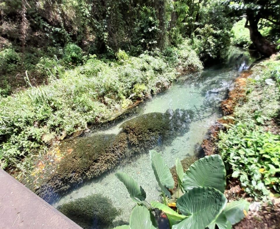 Fifteenth image of Spring Grove, Scotts Pass in Porus, Manchester, Jamaica - property is For Sale