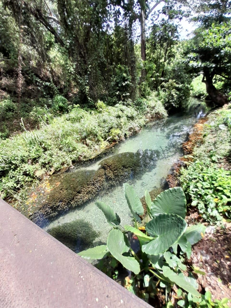 Fifteenth image of Spring Grove, Scotts Pass in Porus, Manchester, Jamaica - property is For Sale