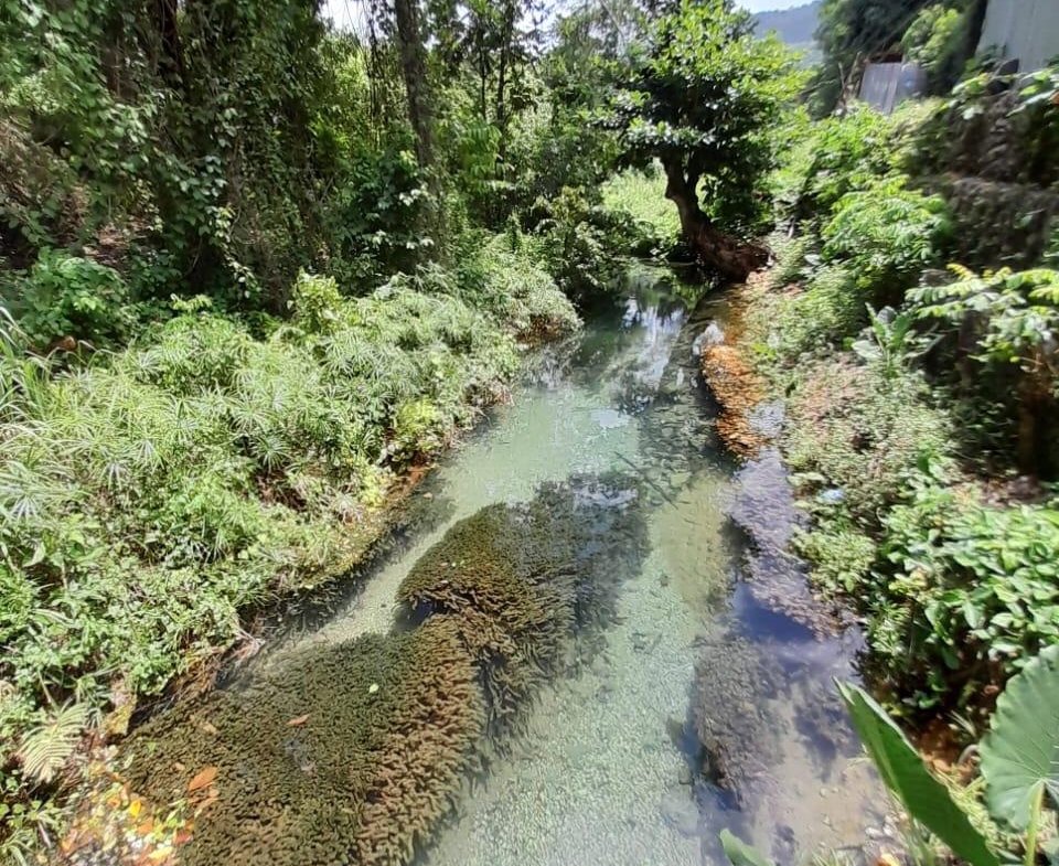 Sixteenth image of Spring Grove, Scotts Pass in Porus, Manchester, Jamaica - property is For Sale