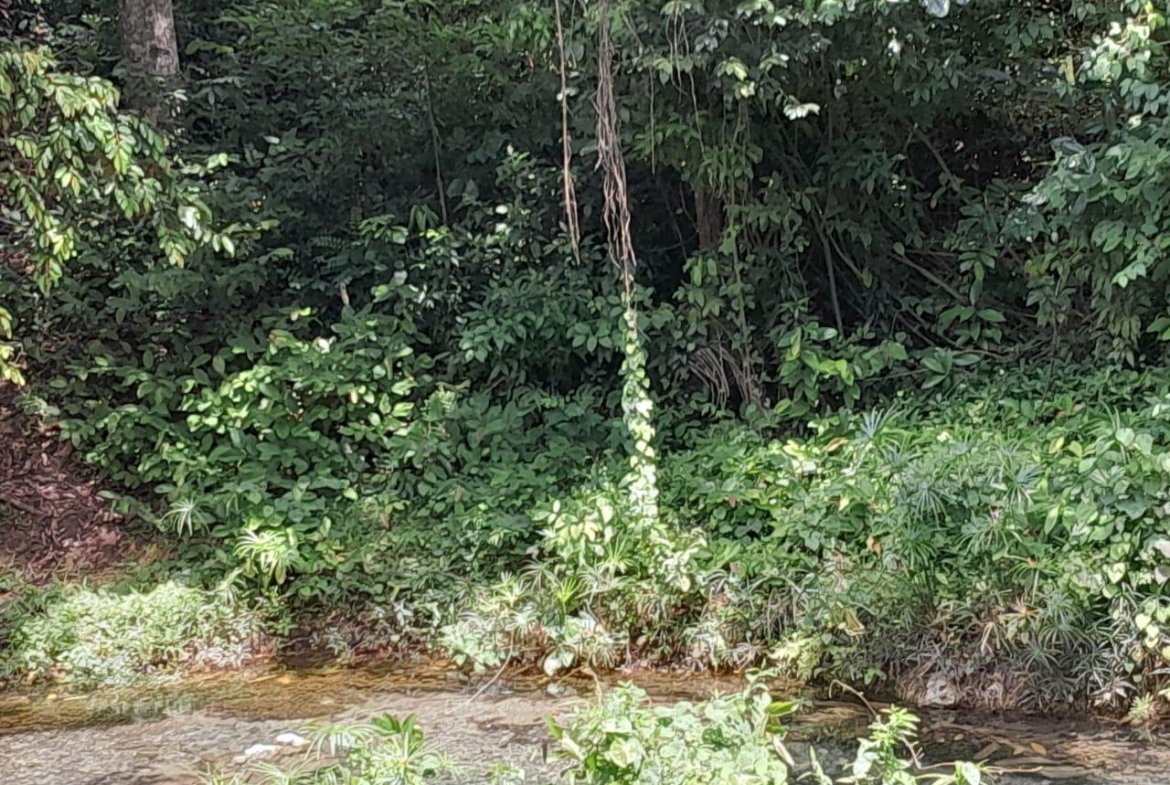 Seventeenth image of Spring Grove, Scotts Pass in Porus, Manchester, Jamaica - property is For Sale