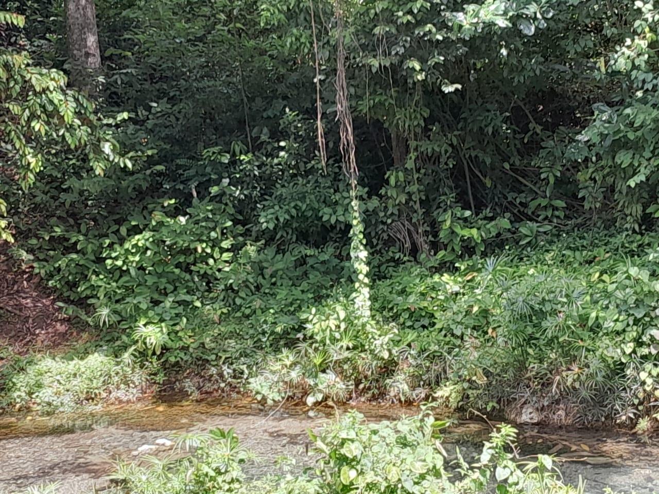 Seventeenth image of Spring Grove, Scotts Pass in Porus, Manchester, Jamaica - property is For Sale