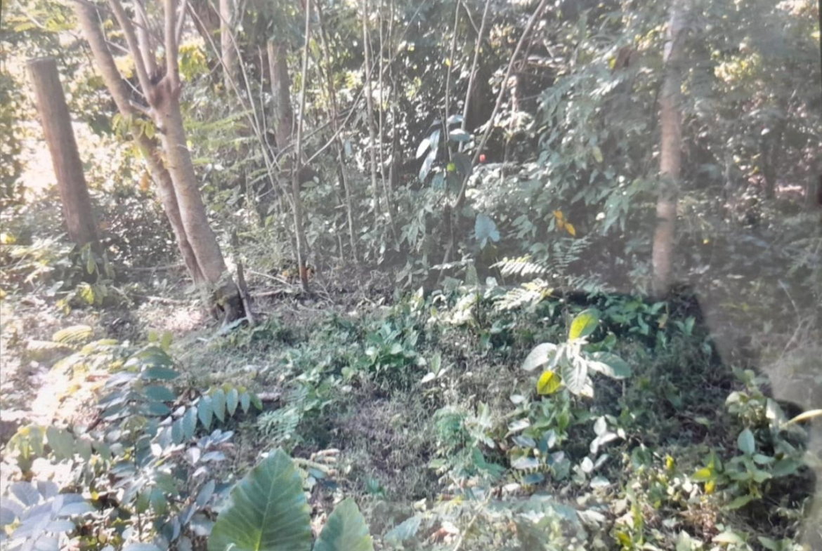 Twenty-Second image of Spring Grove, Scotts Pass in Porus, Manchester, Jamaica - property is For Sale
