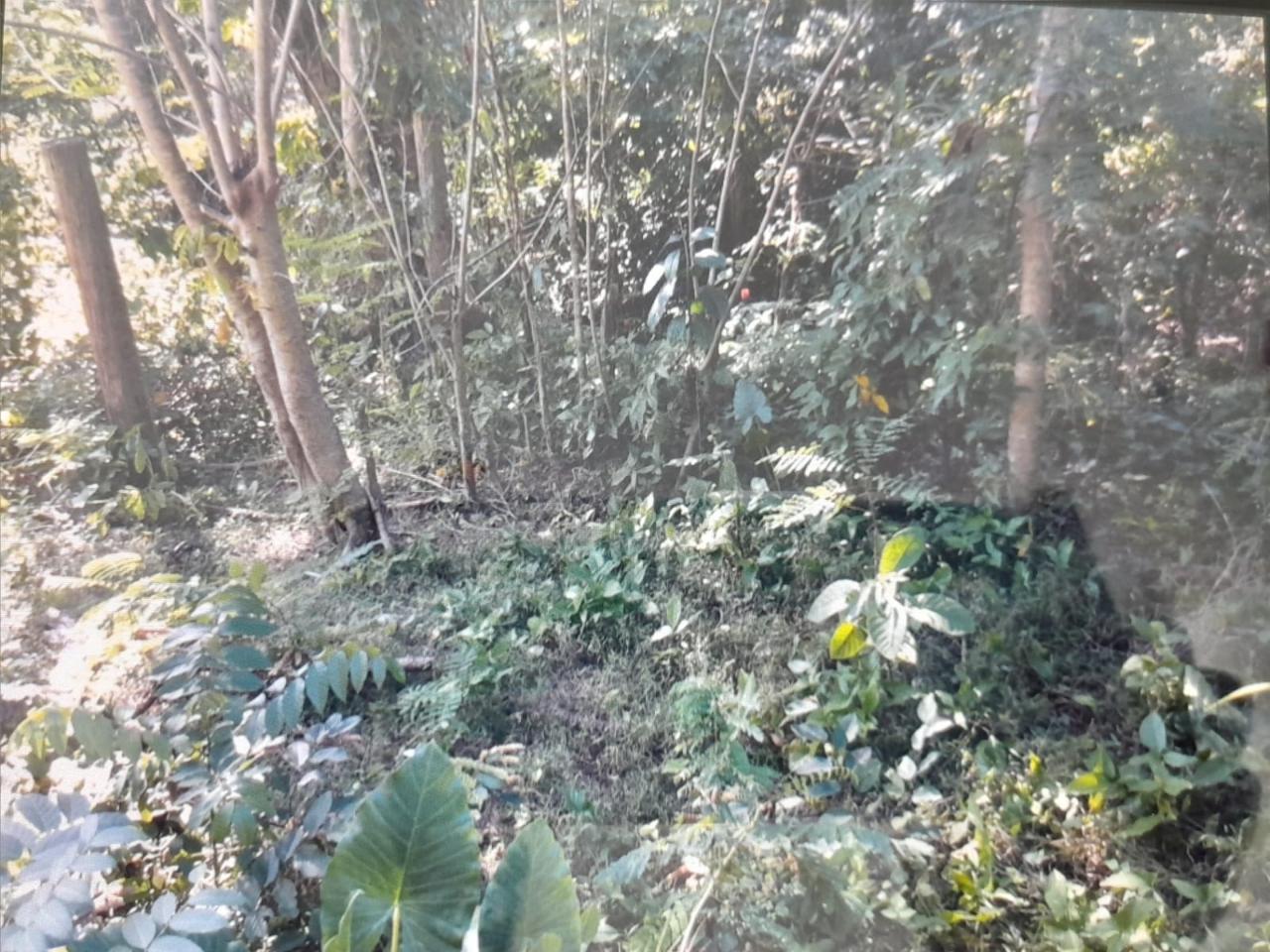 Twenty-Second image of Spring Grove, Scotts Pass in Porus, Manchester, Jamaica - property is For Sale