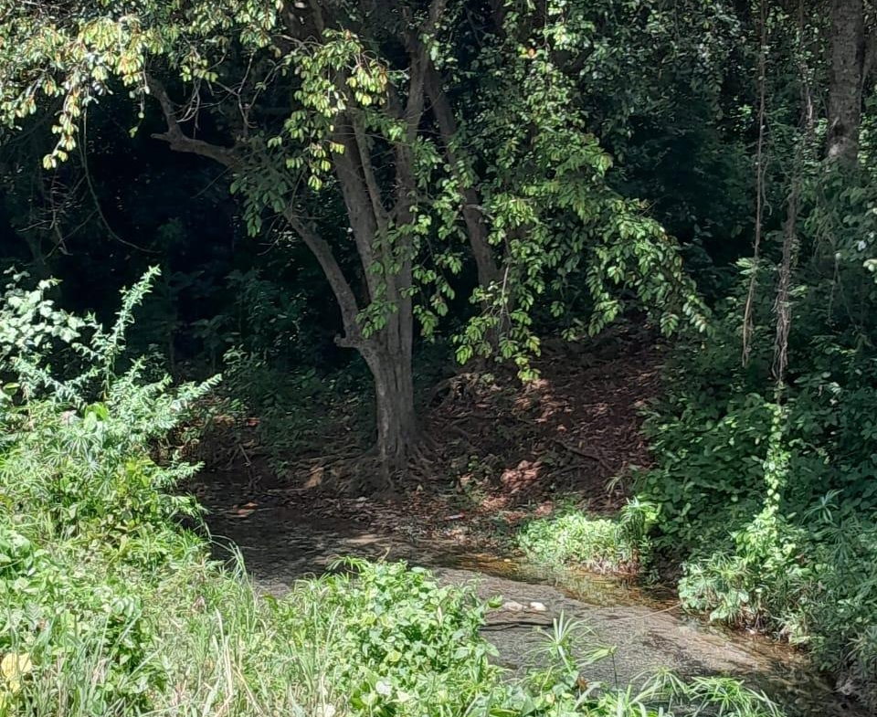 Fifth image of Spring Grove, Scotts Pass in Porus, Manchester, Jamaica - property is For Sale