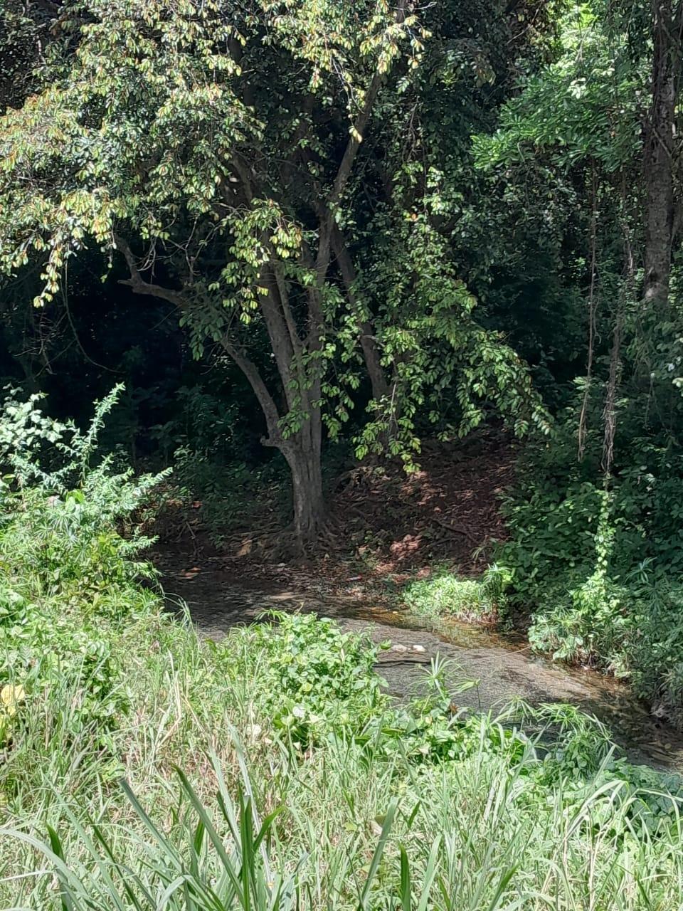 Fifth image of Spring Grove, Scotts Pass in Porus, Manchester, Jamaica - property is For Sale