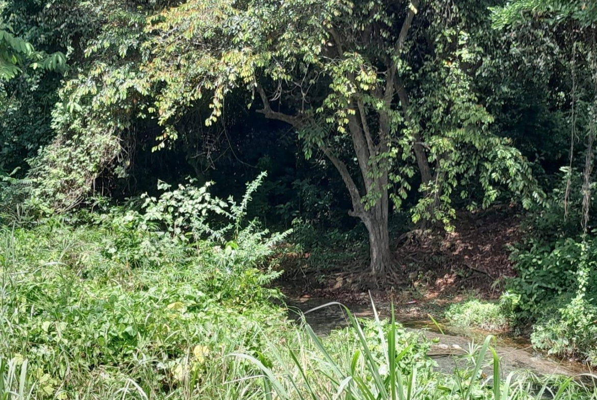 Eighth image of Spring Grove, Scotts Pass in Porus, Manchester, Jamaica - property is For Sale